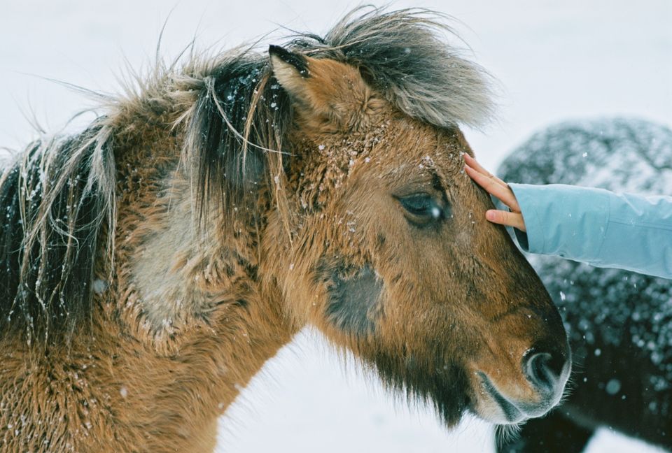 Icelandic horse